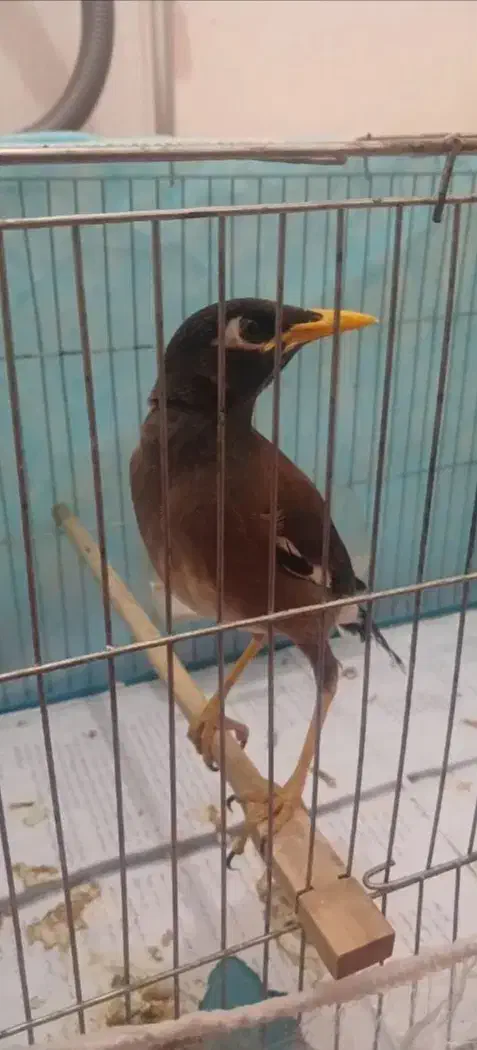 مرغ مینا|پرنده|زاهدان, |دیوار