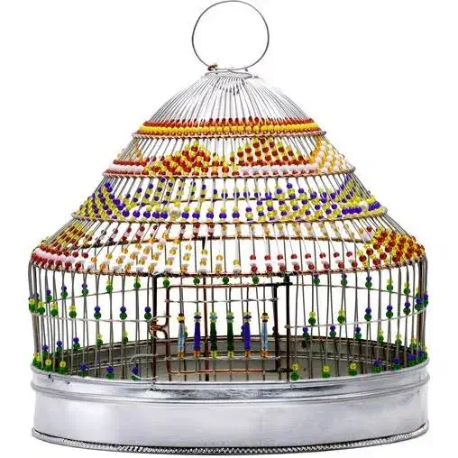 سهره خاکی|پرنده|مرودشت, ابوذر شمالی|دیوار