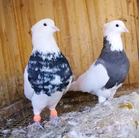 طوقی|پرنده|باغ بهادران, |دیوار