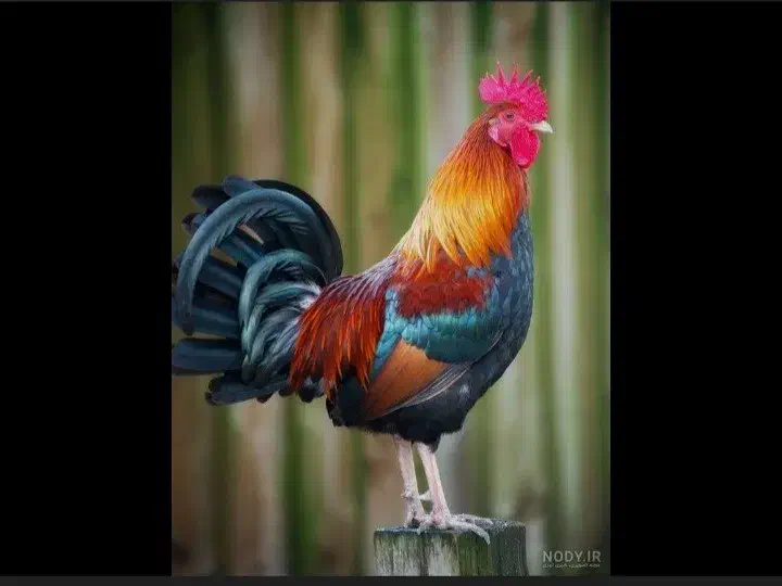 خروس محلی برای کشتاروقربانی|حیوانات مزرعه|دلیجان, |دیوار