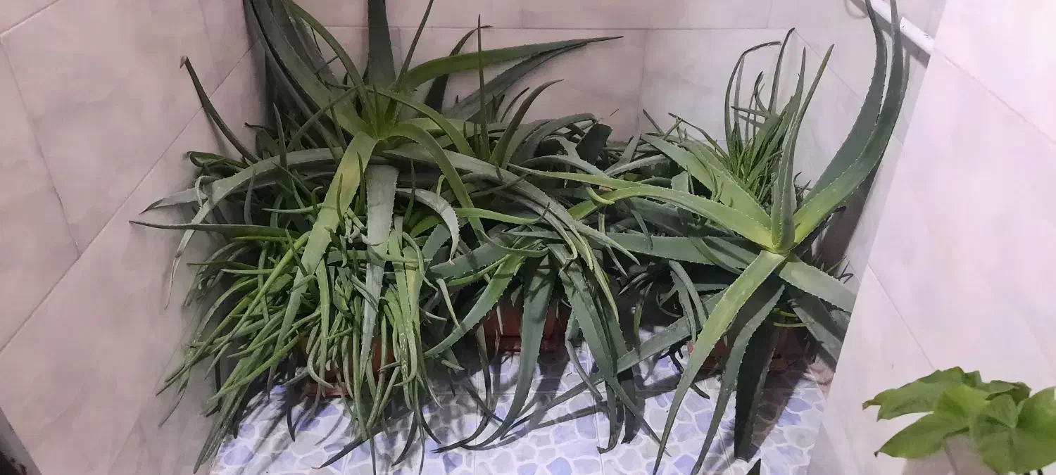 گیاه آلوورا|گل و گیاه طبیعی|تهران, جوادیه|دیوار