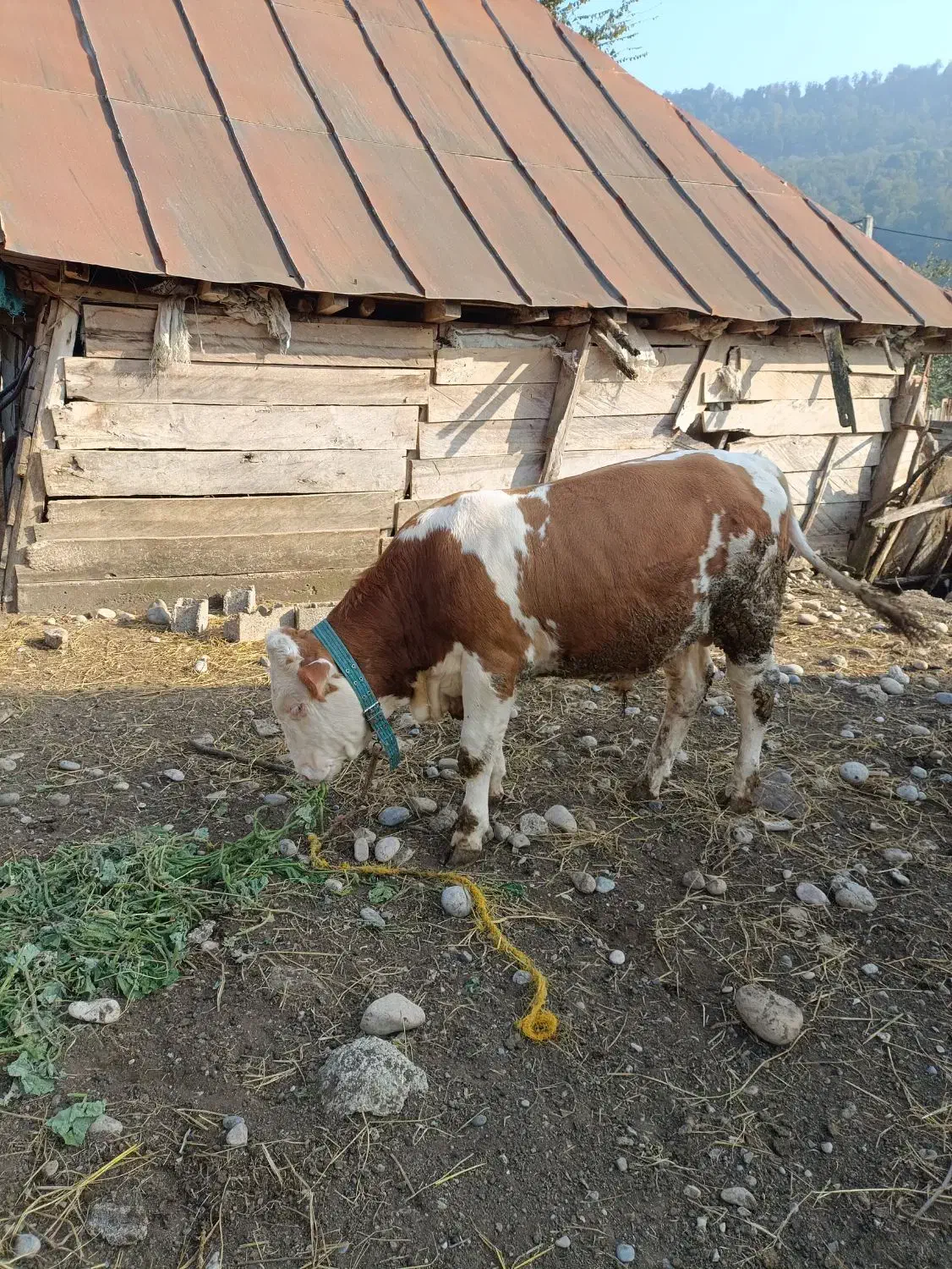 گاو(گوساله) نر سیمینتال اصل جنس|حیوانات مزرعه|پایین هولار, |دیوار