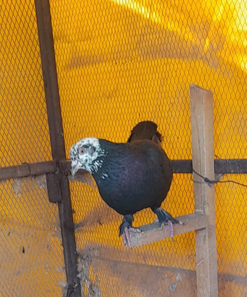 کفتر|پرنده|شیراز, دلجو|دیوار