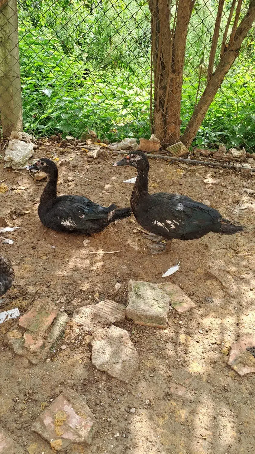 فروش چند عدد اردک اسرائیلی|حیوانات مزرعه|پایین هولار, |دیوار