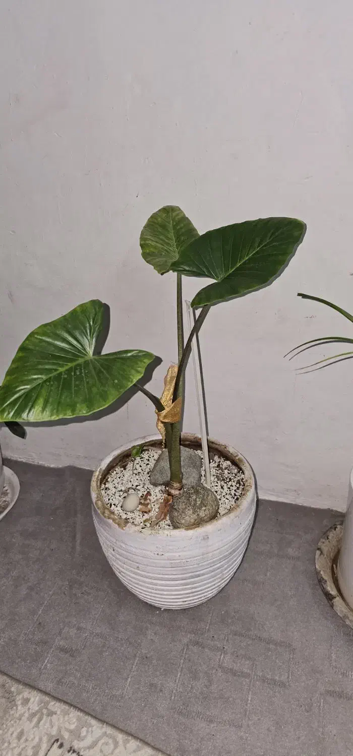 گل طبیعی|گل و گیاه طبیعی|نیشابور, فردوس شمالی|دیوار