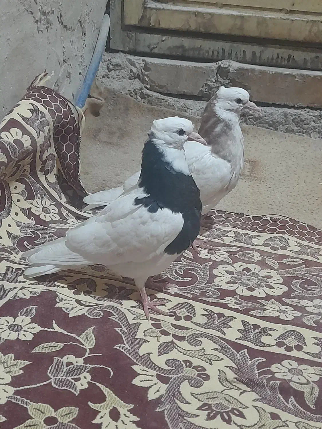 کبوتر|پرنده|سرایان, |دیوار