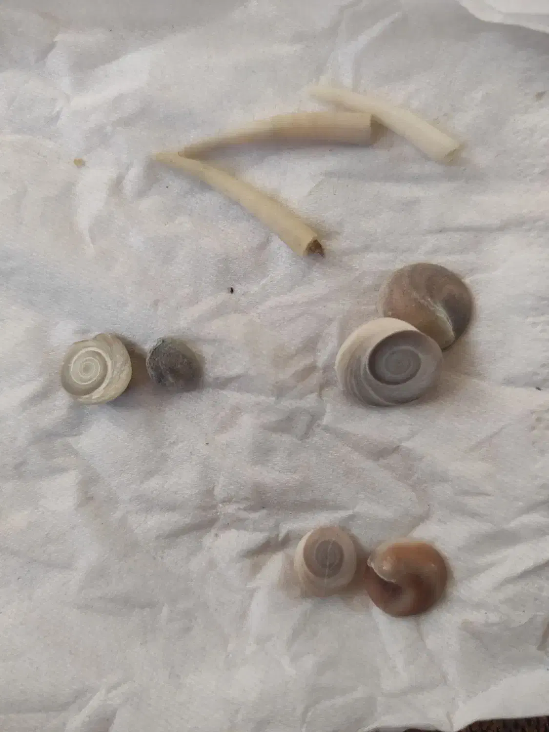 سنگ قیمتی|کلکسیون اشیاء عتیقه|فولادشهر, B7|دیوار