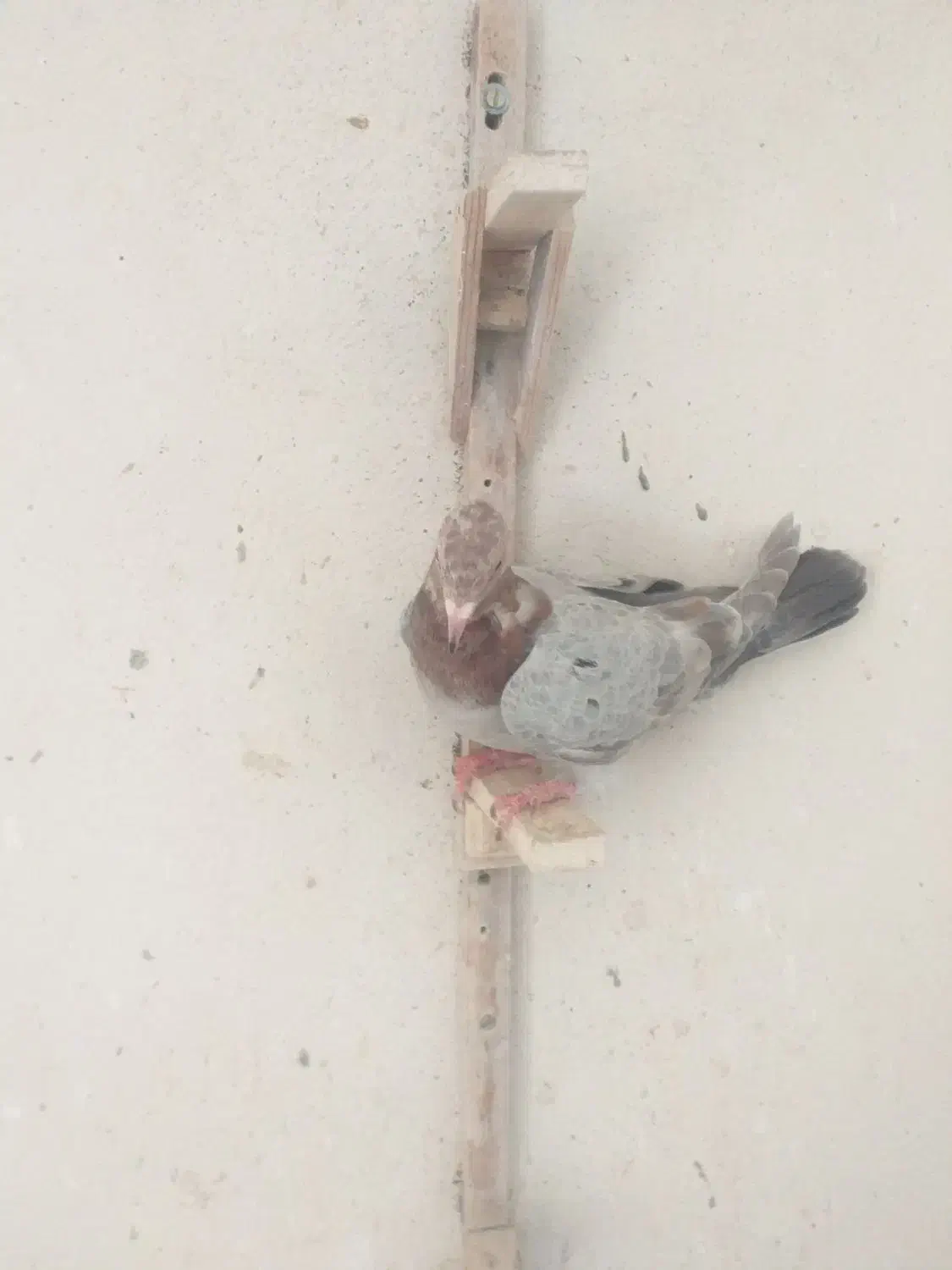 جوجه پلاکی|حیوانات|شیراز, تحویلی|دیوار