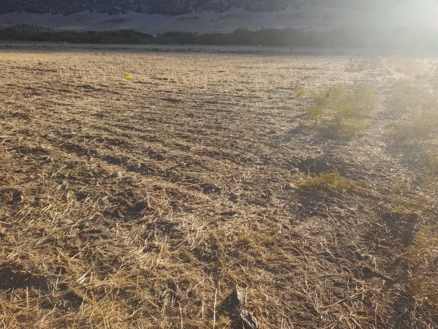 فروش زمین کشاورزی وخانه باغ|فروش زمین و ملک کلنگی|ایوان, |دیوار