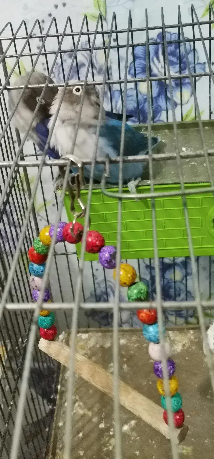 طوطی برزیلی جوان|پرنده|شاهرود, |دیوار