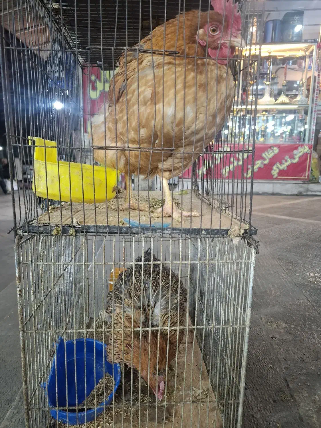 فروش انواع پرنده|پرنده|شهریار, شهریار|دیوار