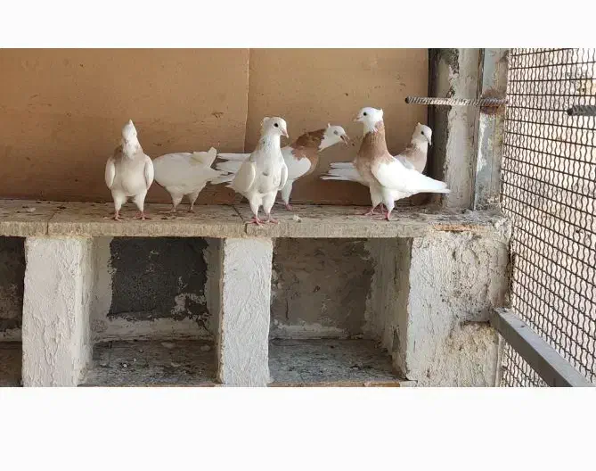 طوقی|پرنده|شیراز, دروازه اصفهان|دیوار