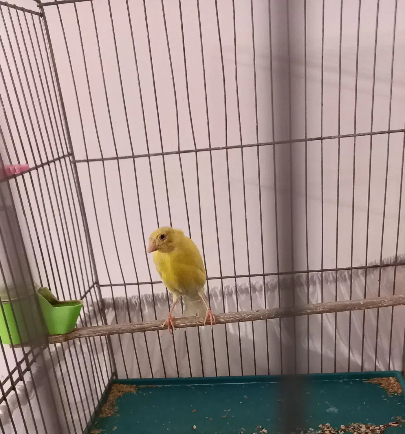 قناری زرد ماده اماده  معاوضه با قناری نر بخون|پرنده|تهران, اتابک|دیوار