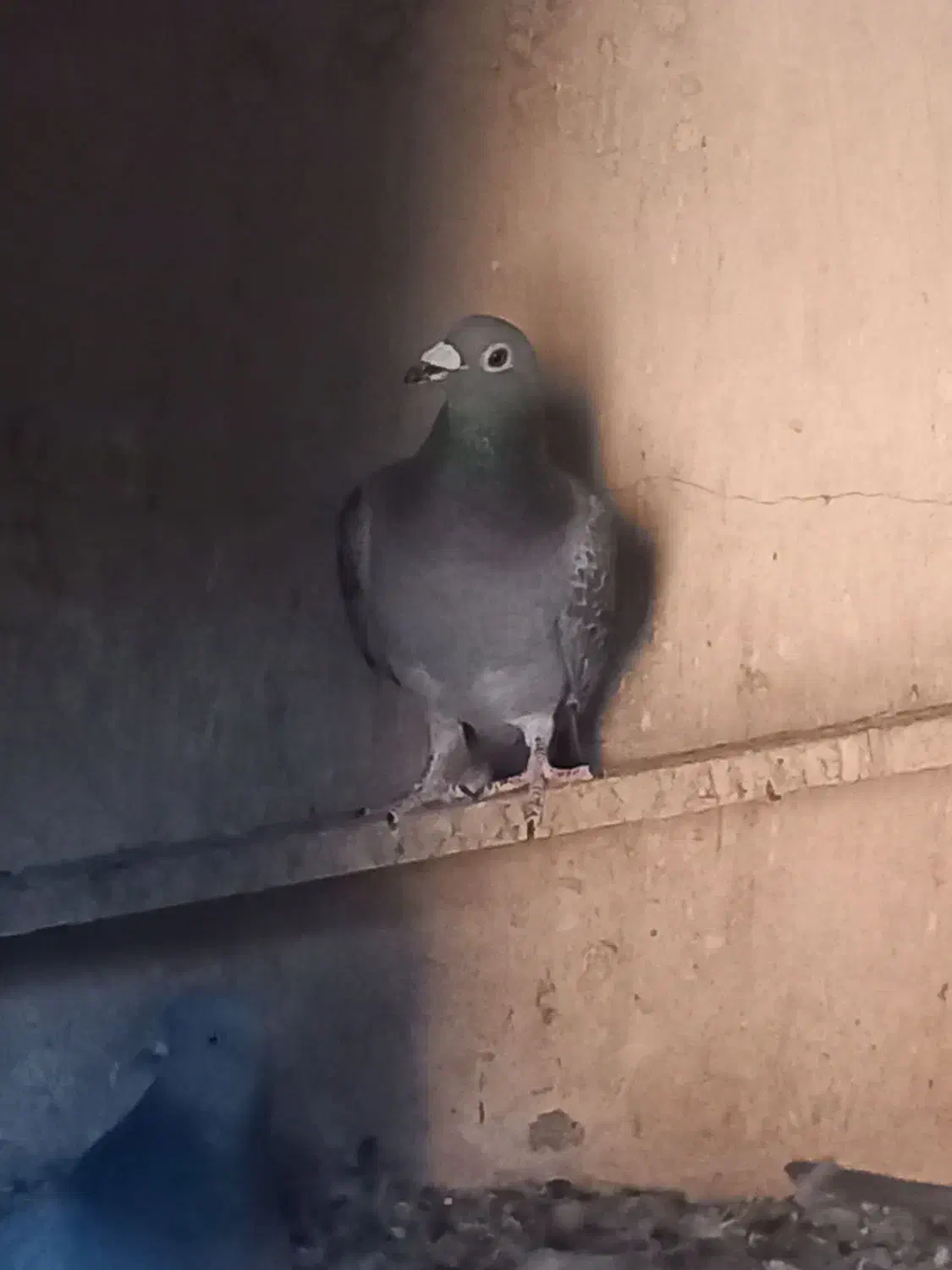 پرنده|پرنده|بم, |دیوار