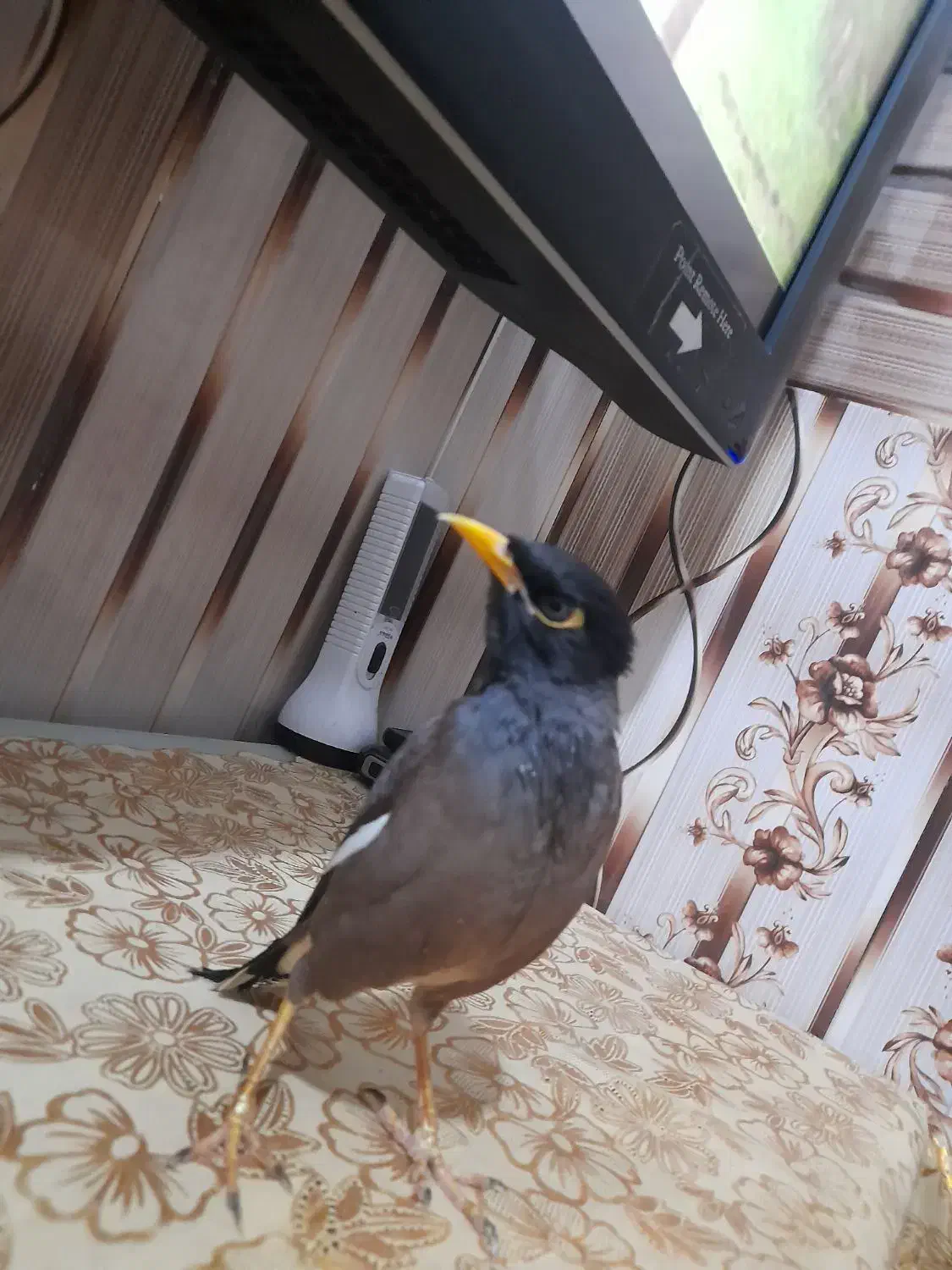 آقا مینا|پرنده|میناب, |دیوار