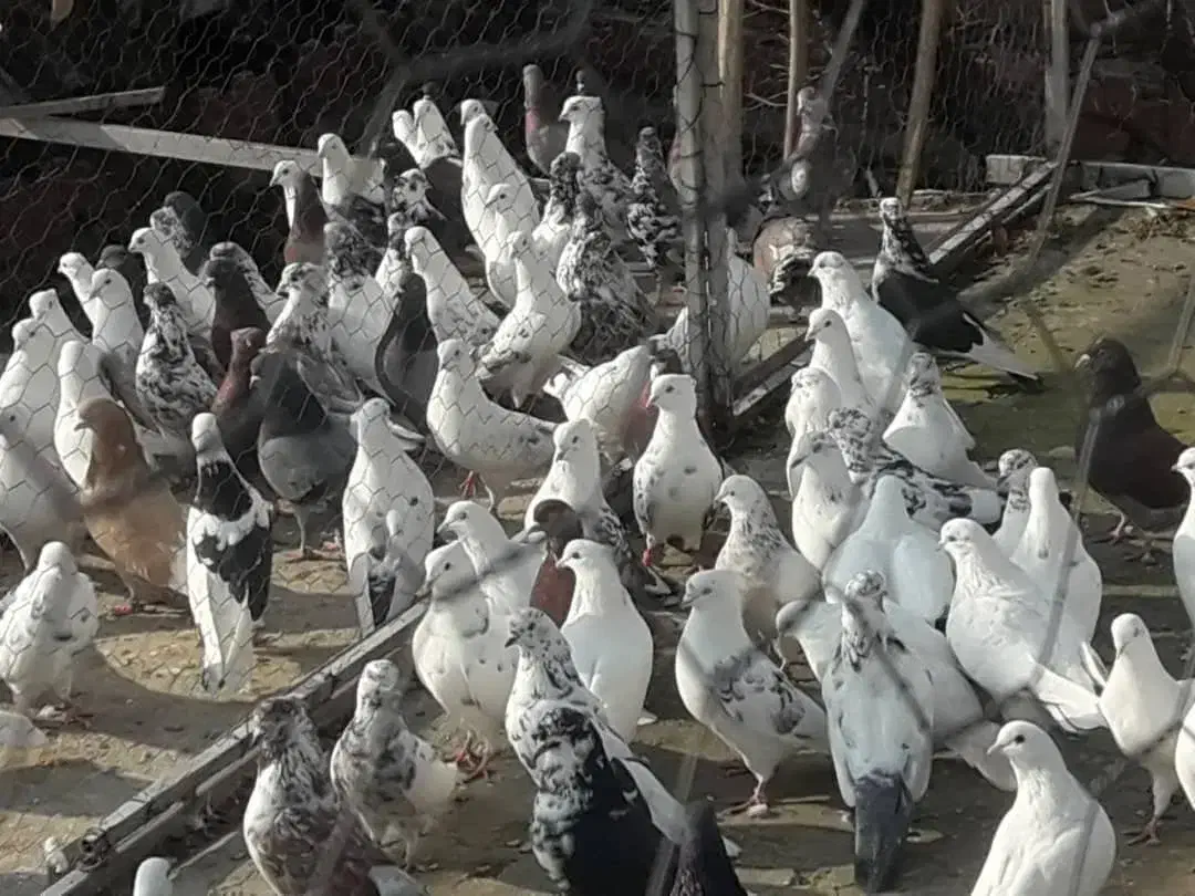 کفتر با اصالت|پرنده|کرج, عظیمیه|دیوار