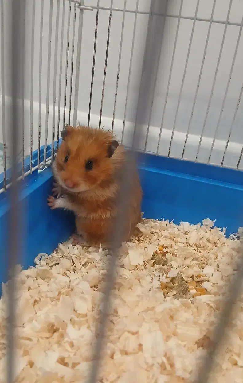 همستر ماده با وسایل|موش و خرگوش|بندر انزلی, جهانگانی|دیوار