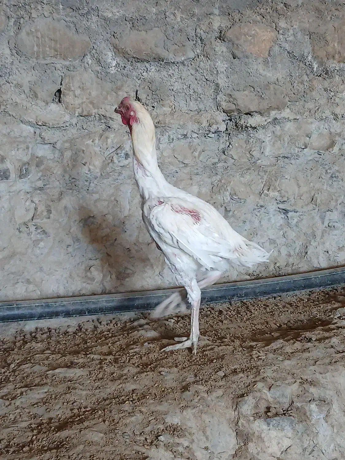 خروس لاری|حیوانات مزرعه|شیروان (خراسان), |دیوار