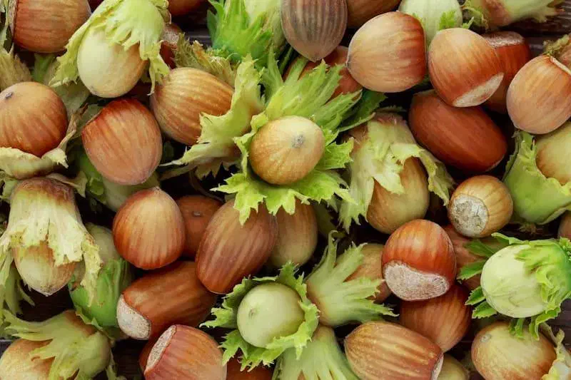 فندق تازه|خوردنی و آشامیدنی|تهران, شهران جنوبی|دیوار