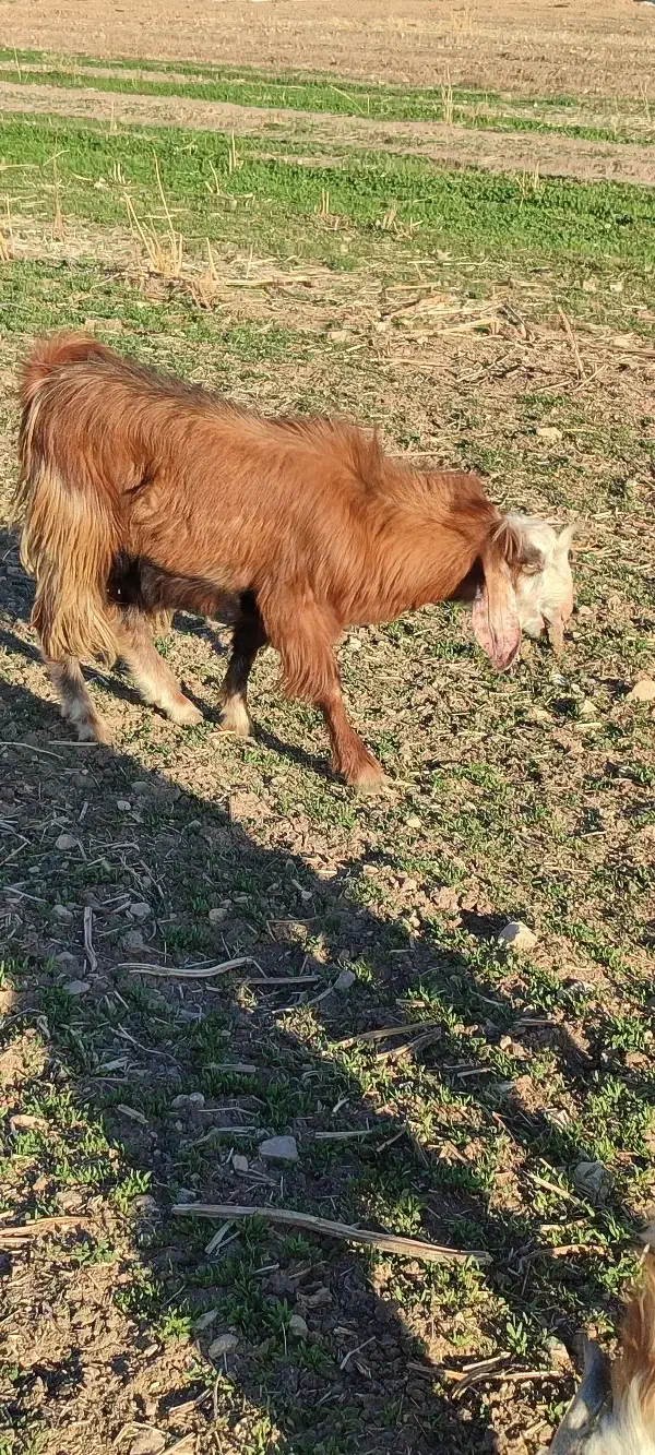 بزغاله نر|حیوانات مزرعه|سرپل ذهاب, |دیوار