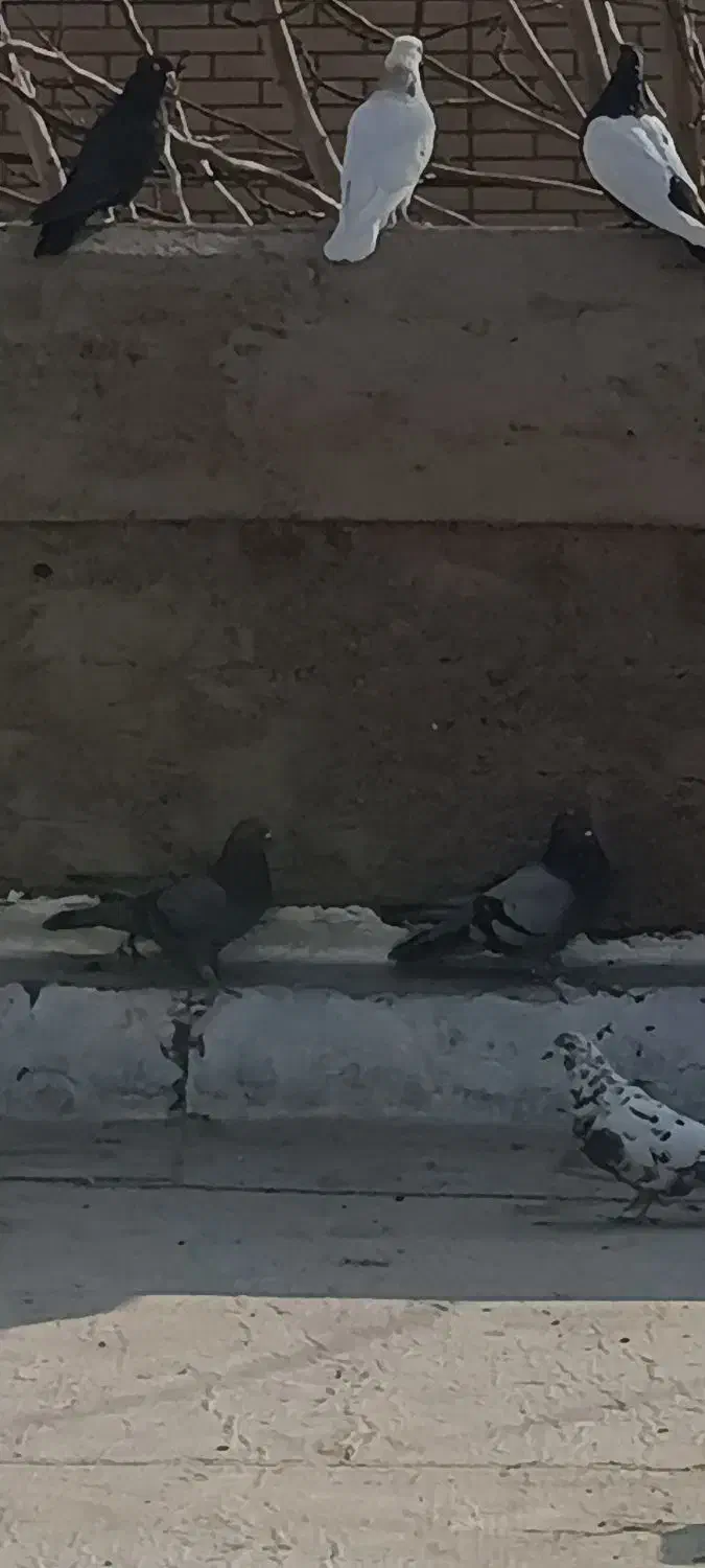 کبوتر اصفهانی|پرنده|پیر بکران, |دیوار