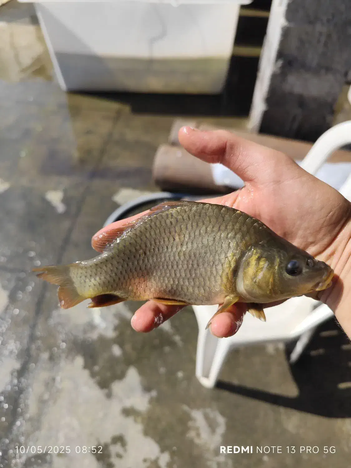 فروش بچه ماهی پرورشی کپور آمور|ماهی|کرج, ترمینال کلانتری|دیوار