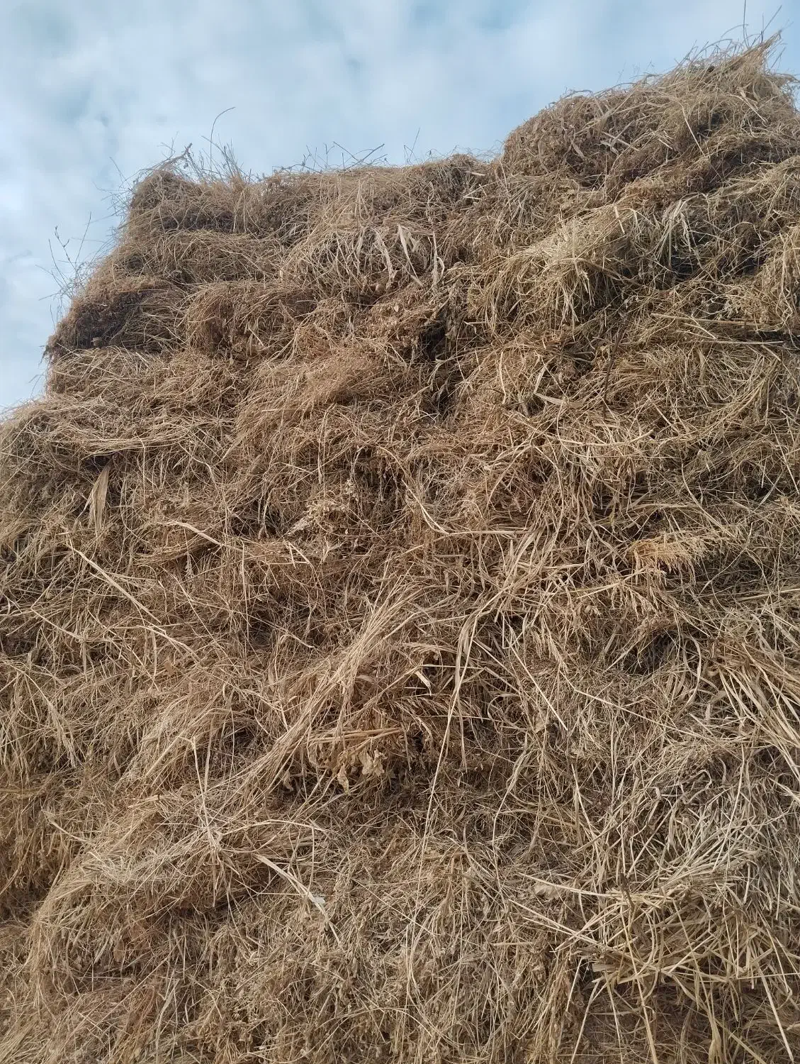 یونجه|خدمات باغبانی و درختکاری|شوط, |دیوار