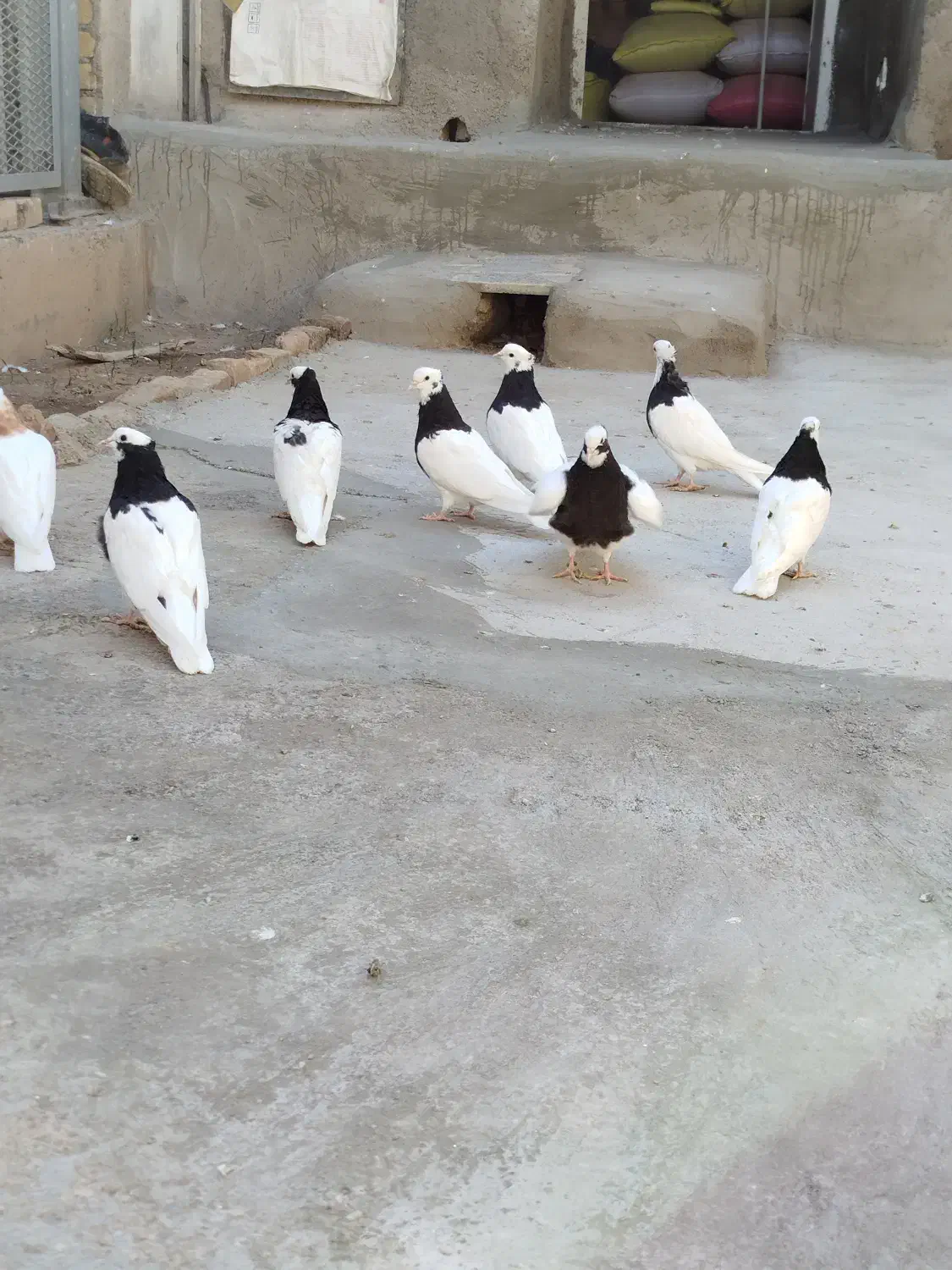 طوقی کبوتر|پرنده|قزوین, |دیوار