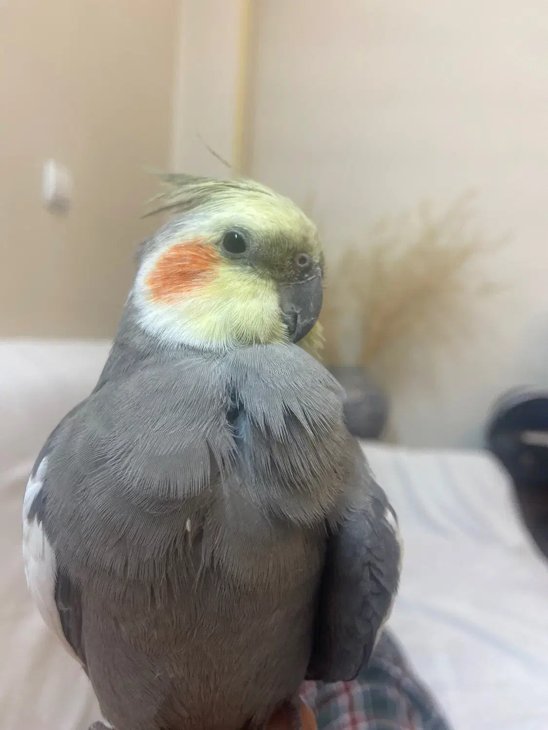 عروس هلندی پیدا شده|حیوانات|چالوس, |دیوار