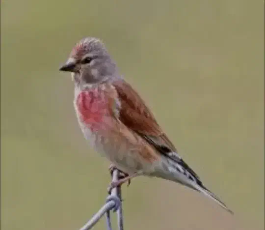 سهره سینه سرخ|پرنده|خمینی‌شهر, |دیوار