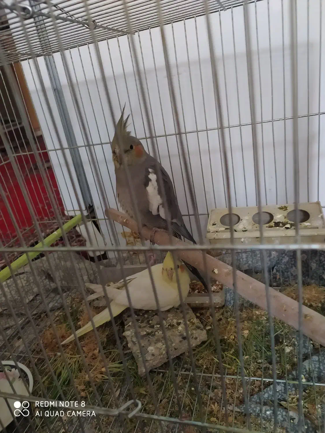 جوجه عروس طوسی|پرنده|اصفهان, سرچشمه|دیوار