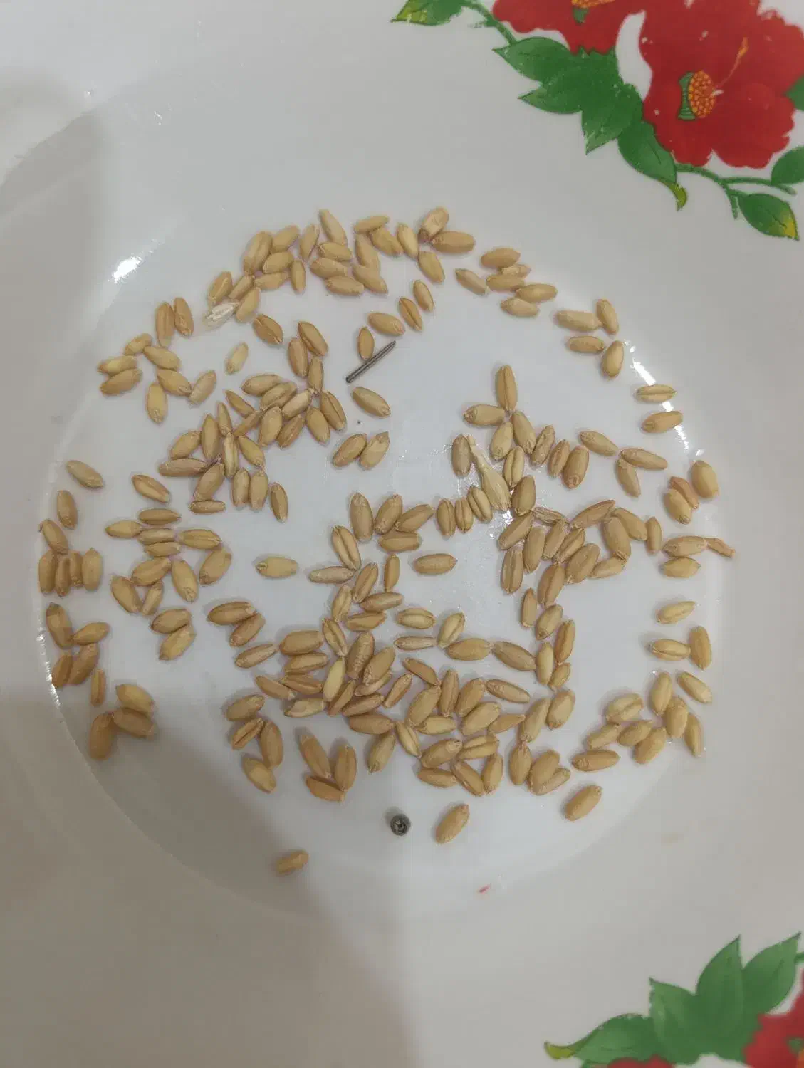 گندم دیم درجه یک|گل و گیاه طبیعی|نقده, |دیوار