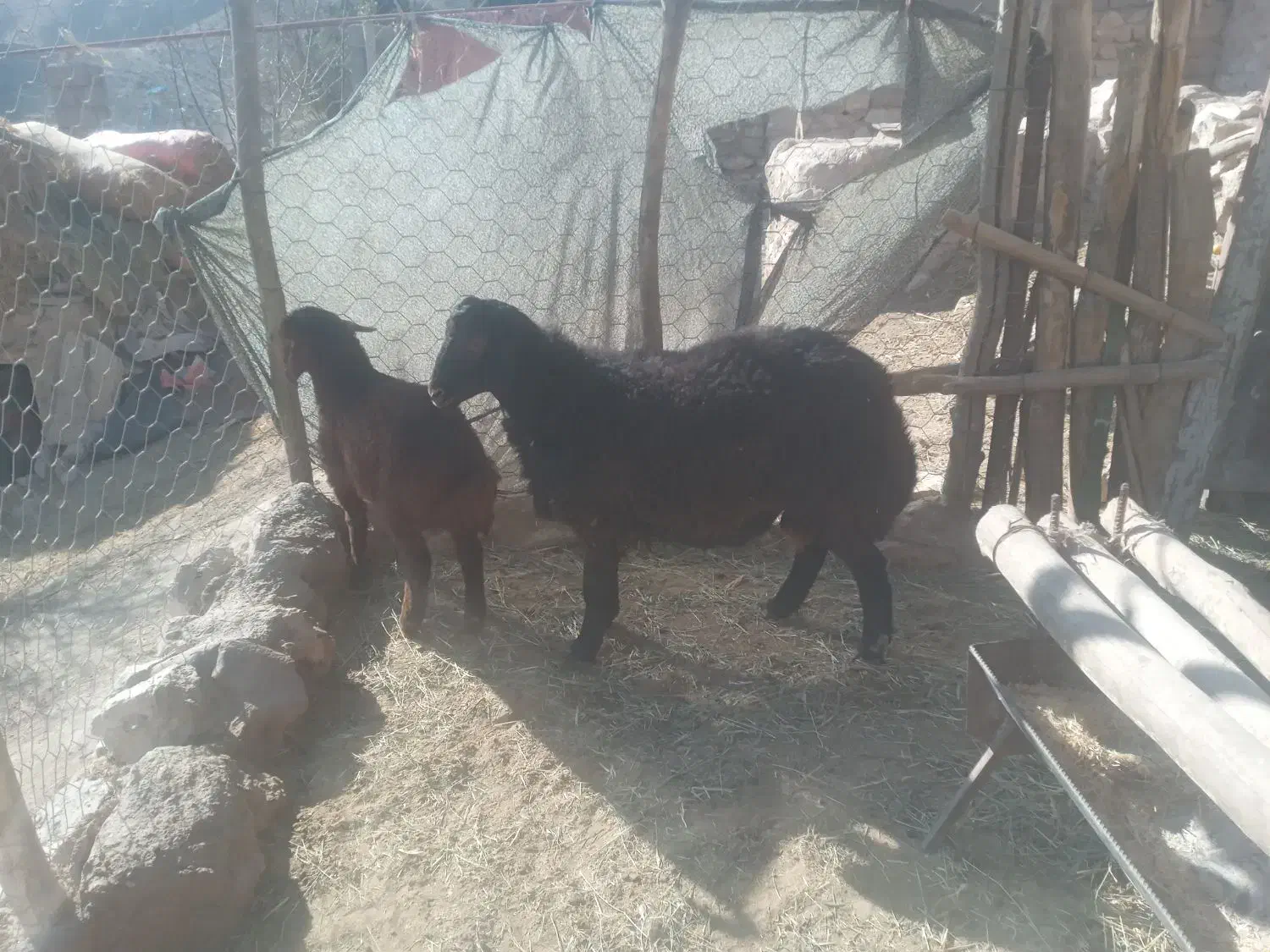 بره قوچ|حیوانات مزرعه|سرولایت, |دیوار