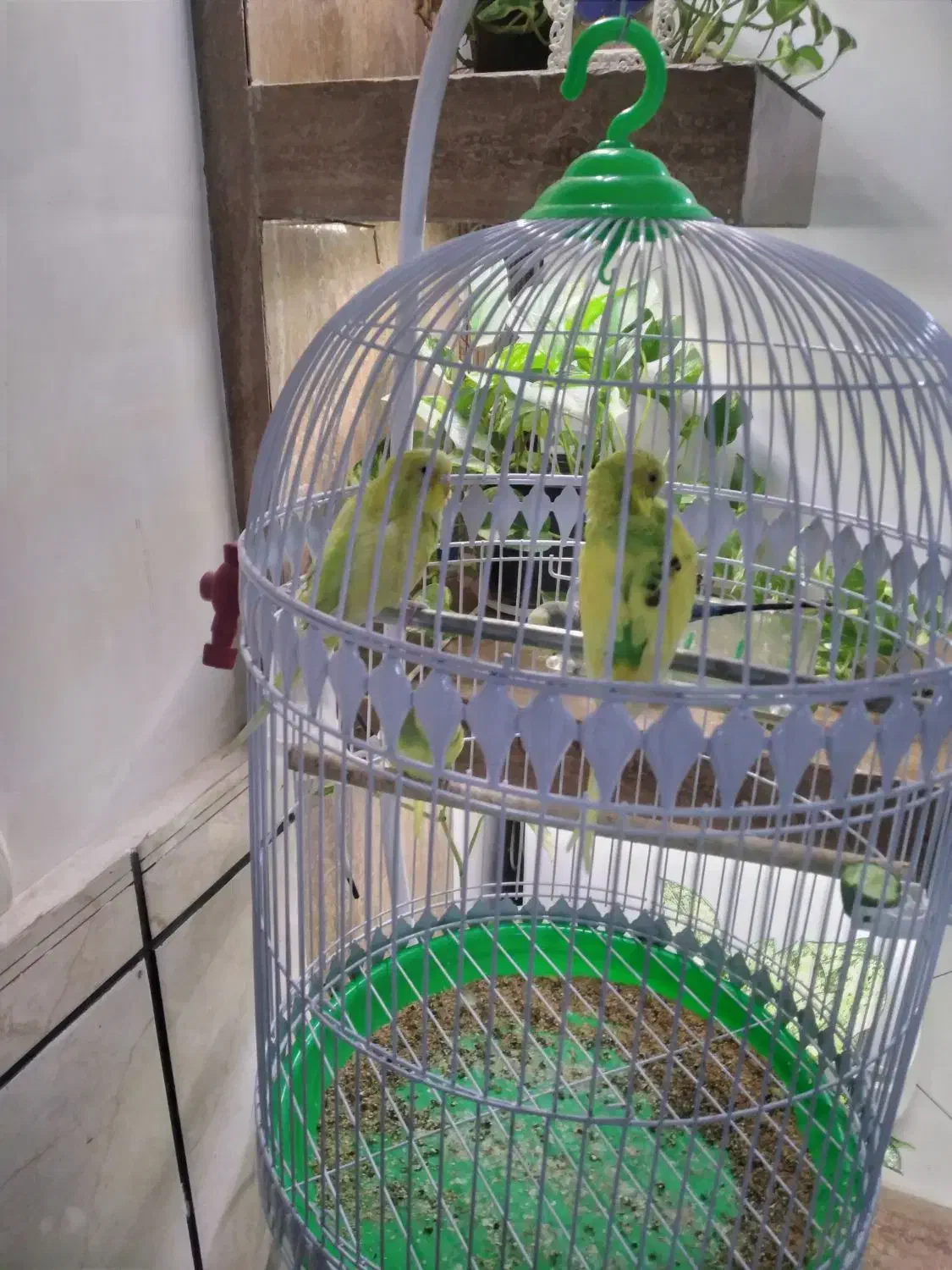 قفس پایه دار|لوازم جانبی حیوانات|مشهد, امیر المومنین|دیوار