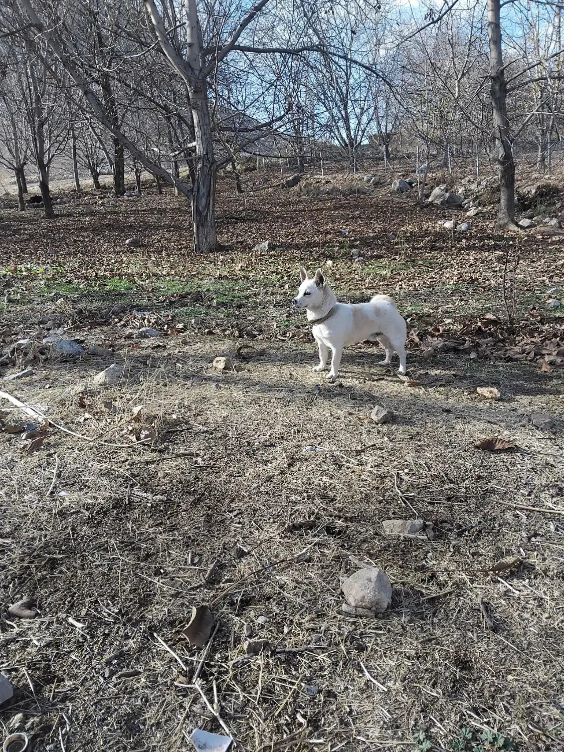 واگذاری سگ پاکوتاه|سگ|کرمانشاه, |دیوار