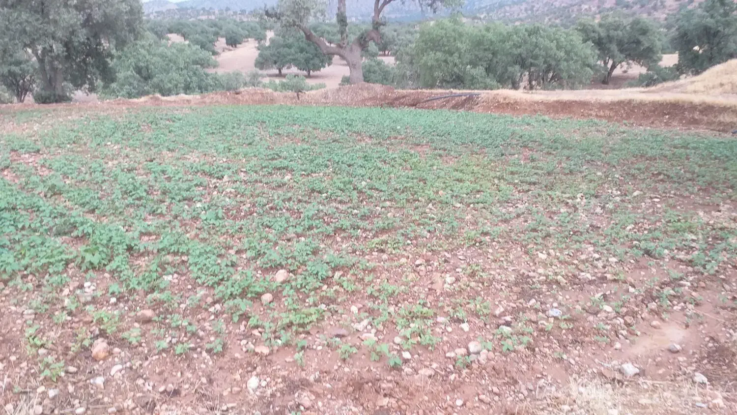 اجاره دوهکتار زمین کشاورزی آبی|اجارهٔ دفتر صنعتی، کشاورزی، تجاری|پاتاوه, |دیوار