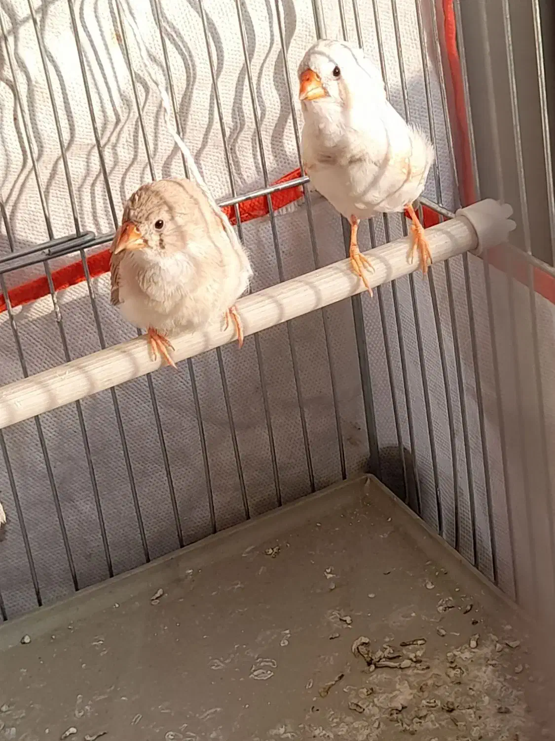 پرنده فنچ|پرنده|نجفآباد, کشاورز|دیوار