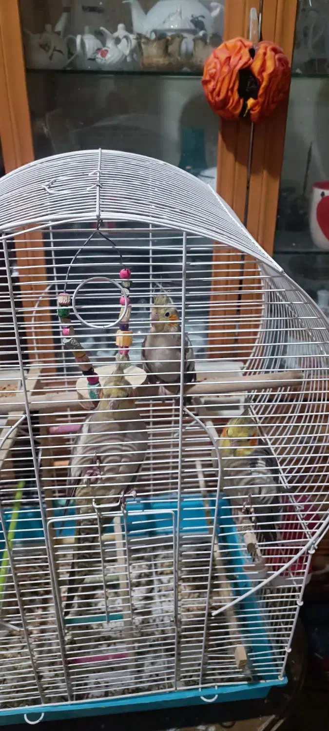 پرنده|پرنده|سلمان‌شهر, |دیوار