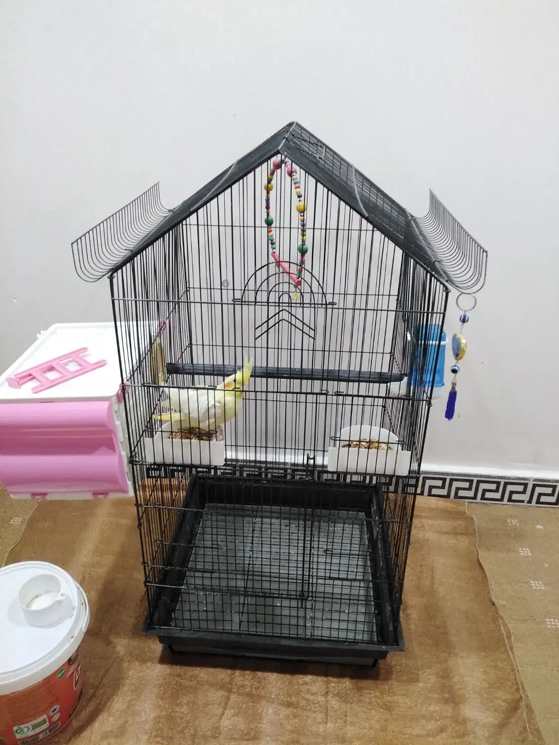 عروس هلندی|پرنده|بندر ماهشهر, |دیوار