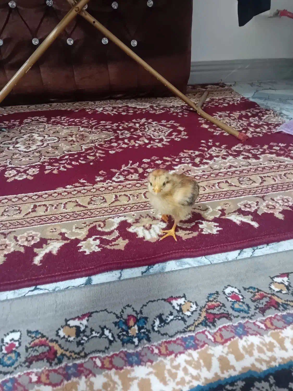 جوجه محلی|حیوانات مزرعه|رشت, ولکس|دیوار