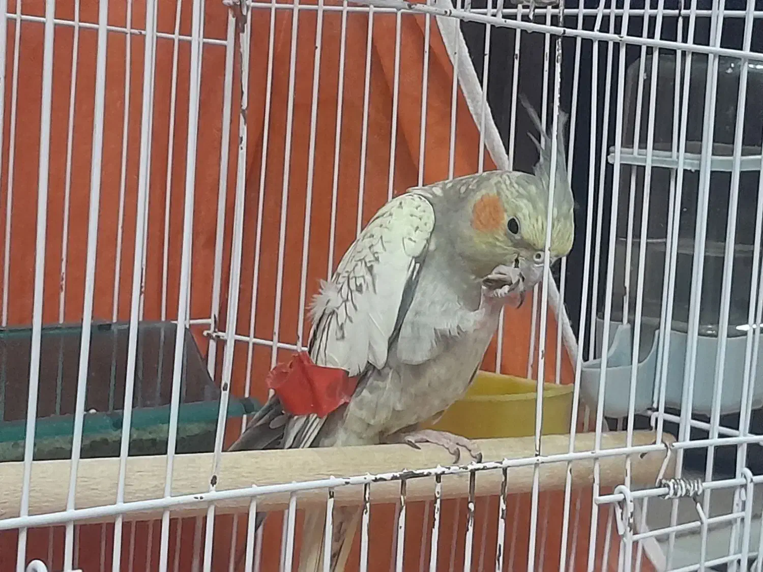 عروس هلندی فوق دستی مرواریدی|پرنده|بافق, |دیوار