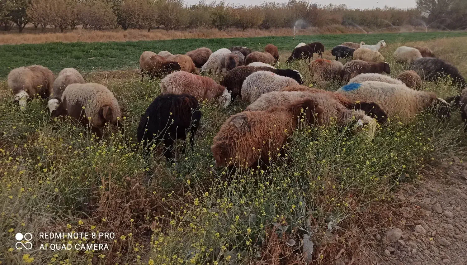 ۵۵راس میش آبستن گوسفندبره قوچ میش بره داردوقلو جمل|حیوانات مزرعه|شیروان (خراسان), |دیوار