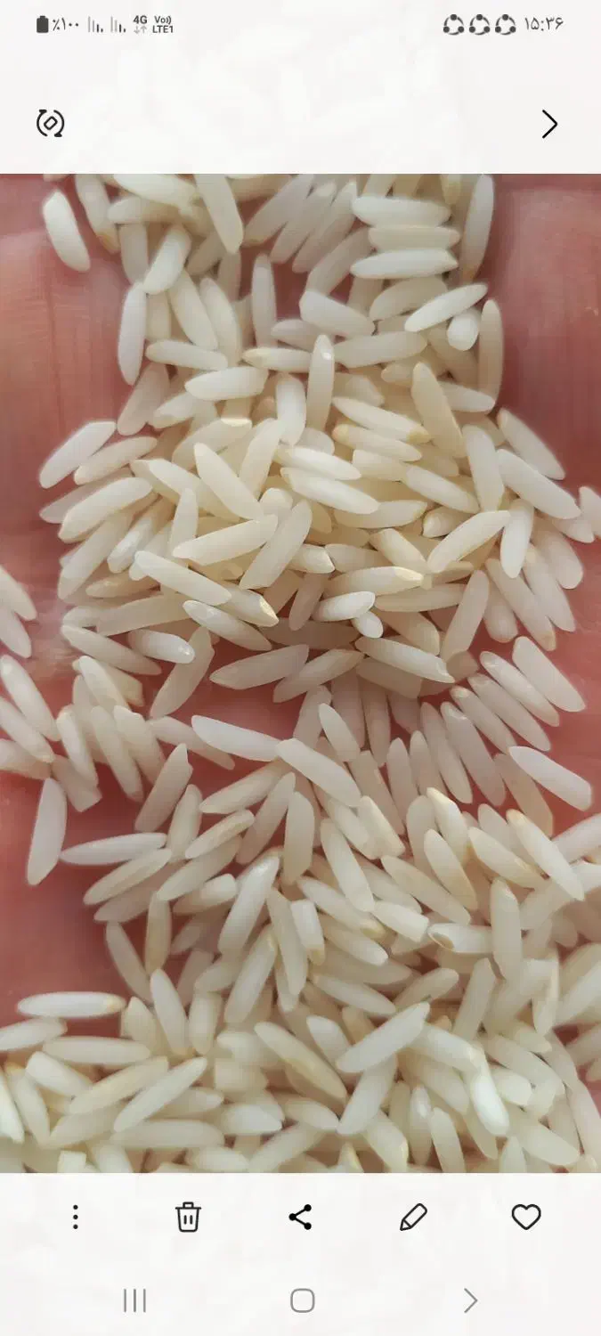 برنج هاشمی|خوردنی و آشامیدنی|رشت, توشیبا|دیوار