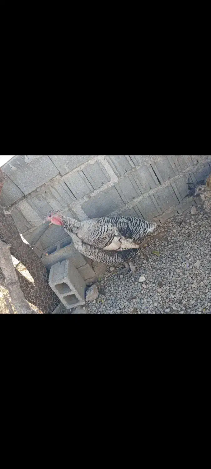 ۱ عدد بوقلمون نر، نژاد برنز|حیوانات مزرعه|یاسوج, |دیوار