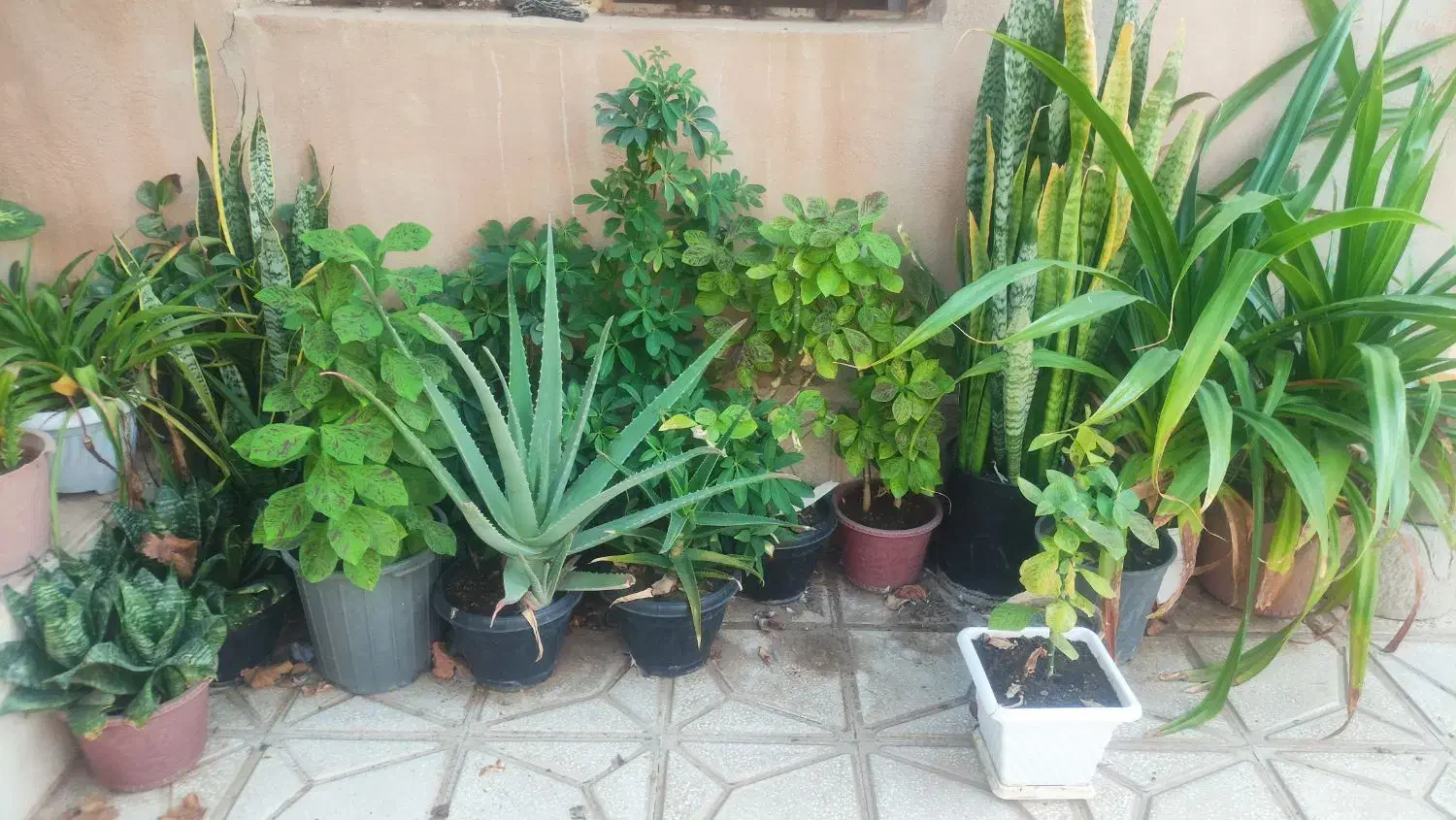 گل و گیاه آپارتمانی|گل و گیاه طبیعی|سبزوار, زینبیه|دیوار