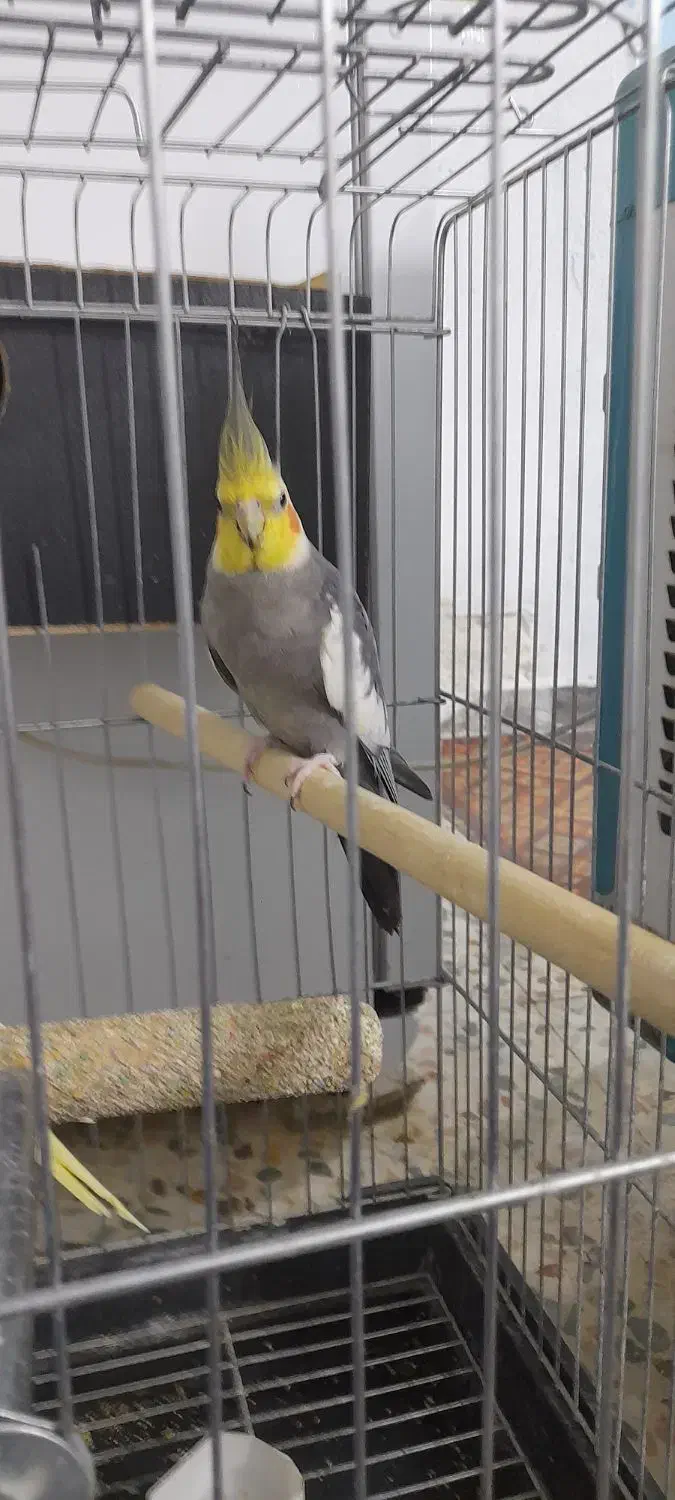 عروس هلندی با تخم با قفس بزرگ|پرنده|کوهدشت, |دیوار