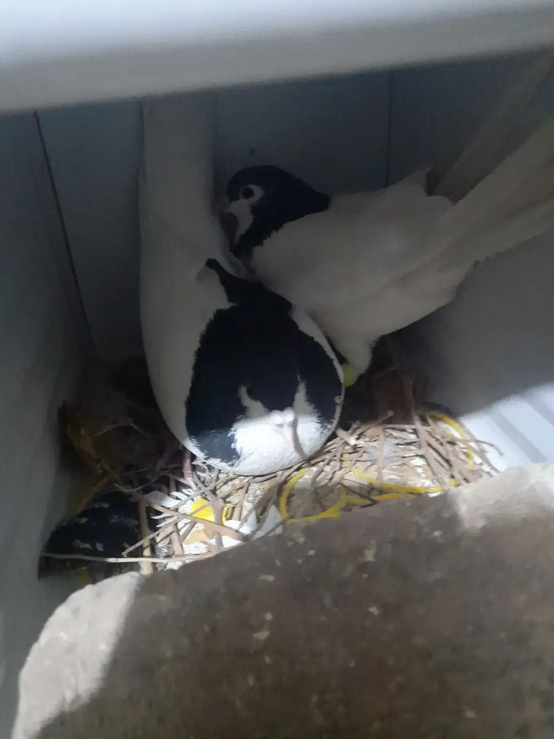 کبوتر|پرنده|صدرا-فارس, فاز ۲|دیوار