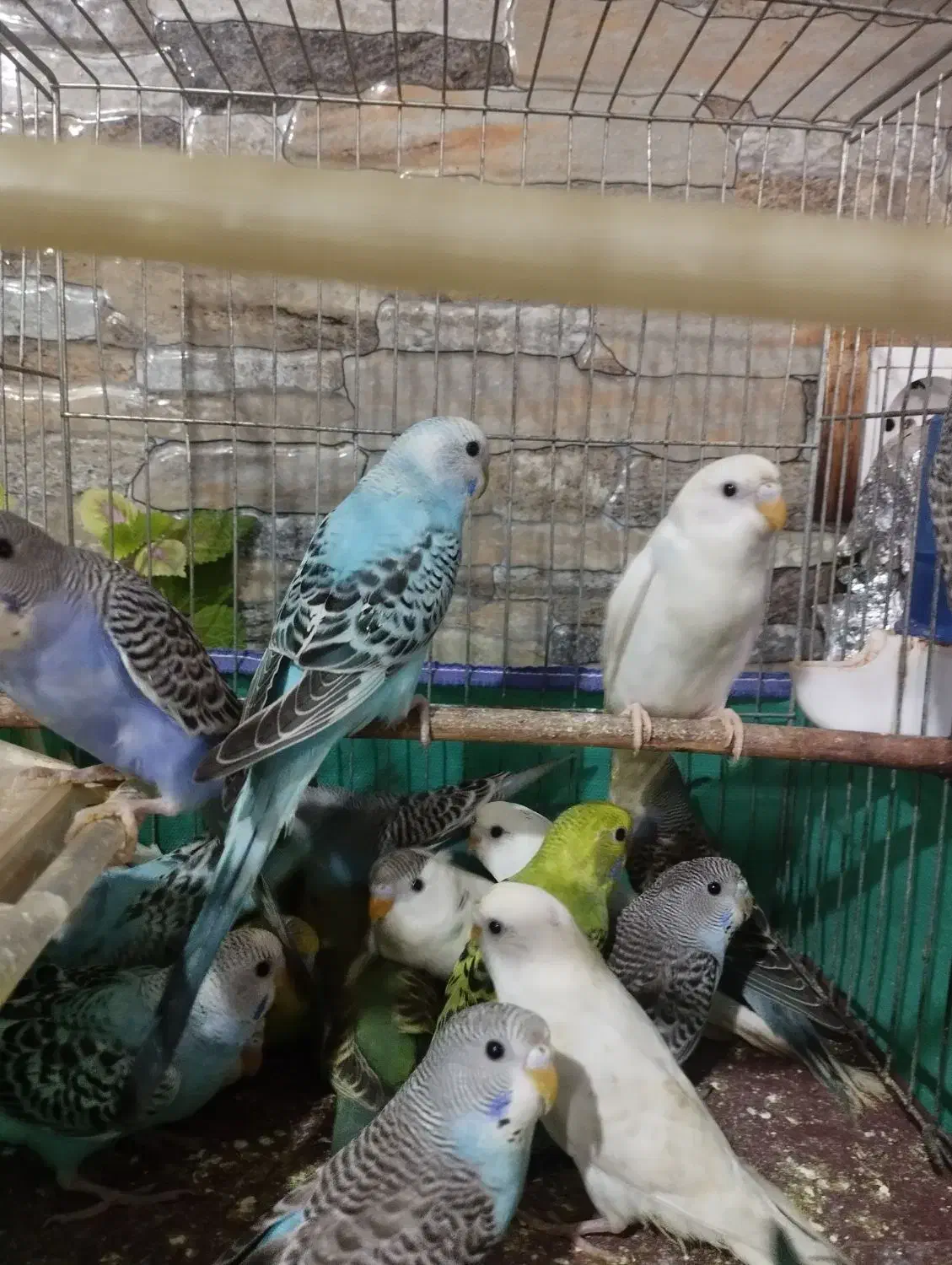 مرغ عشق|پرنده|رشت, لاکان شهر|دیوار