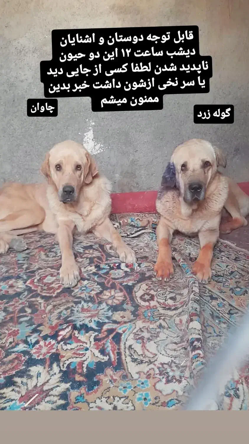 دوتا پژدر گشمده|حیوانات|کامیاران, |دیوار