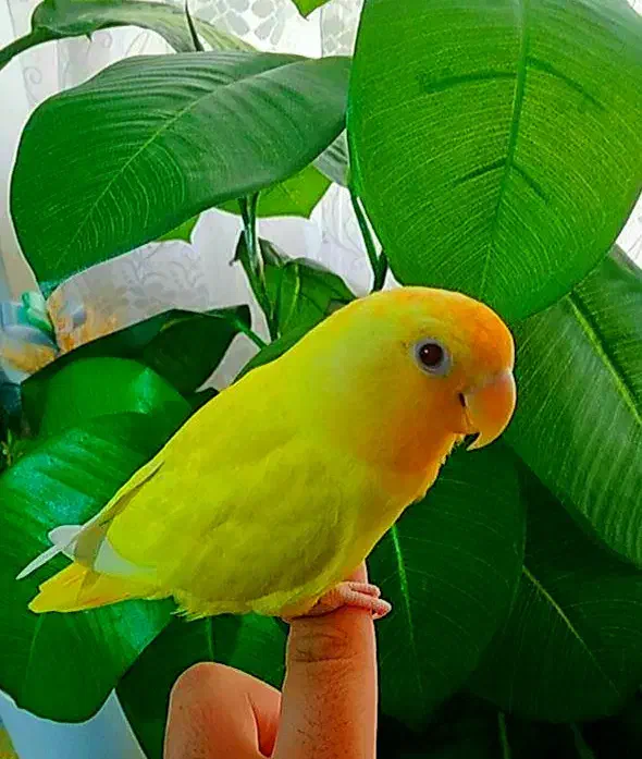 یک عدد طوطی کوتوله اوپال کله نارنجی|پرنده|بندرعباس, |دیوار